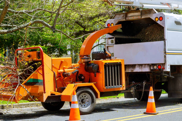 Best Tree Maintenance Programs  in Bakersfield Country Clu, CA